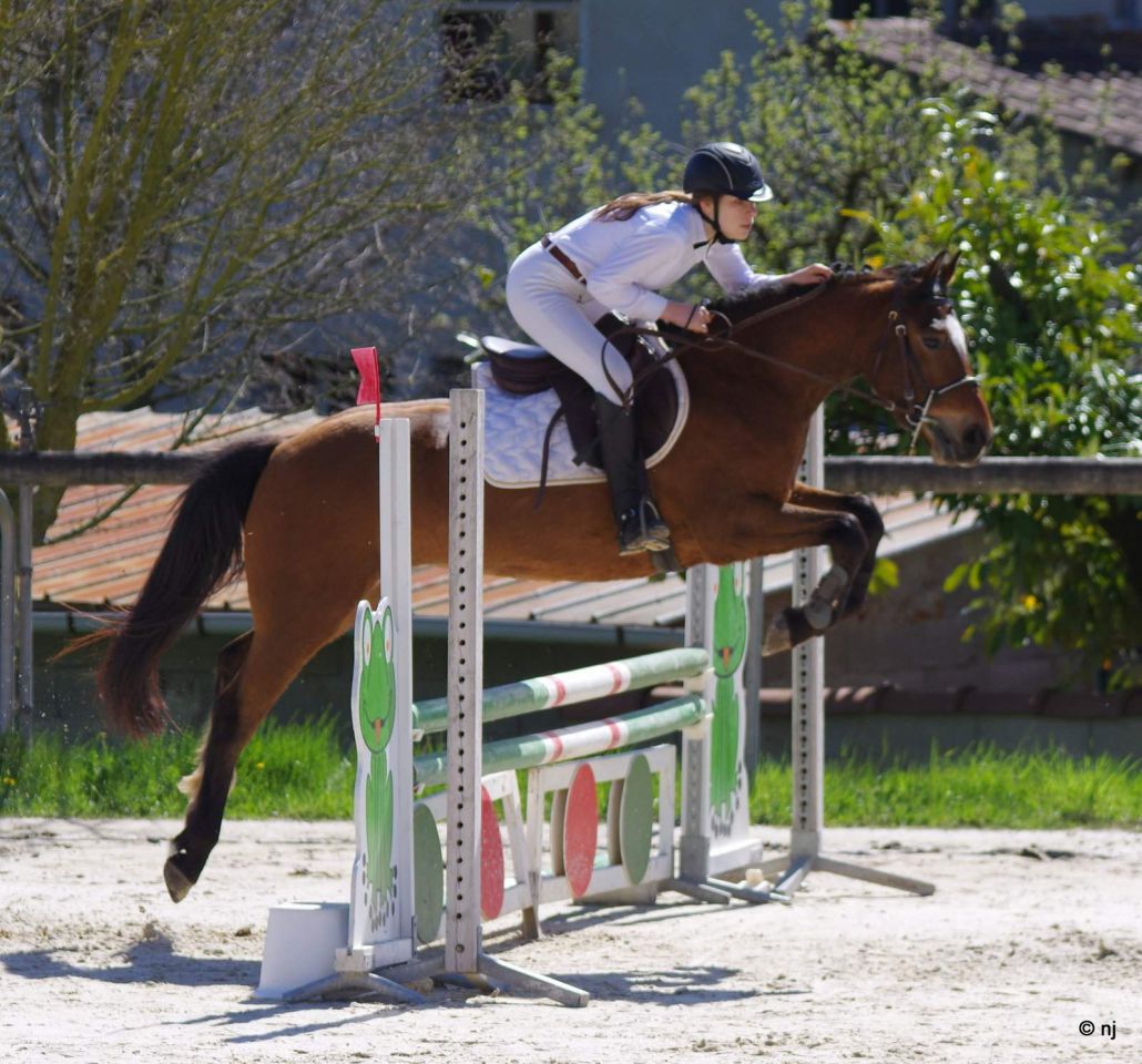 Ruin New Forest Te koop 2012 Donker bruin / bai ,  SILVERLEA SIMPLY RED