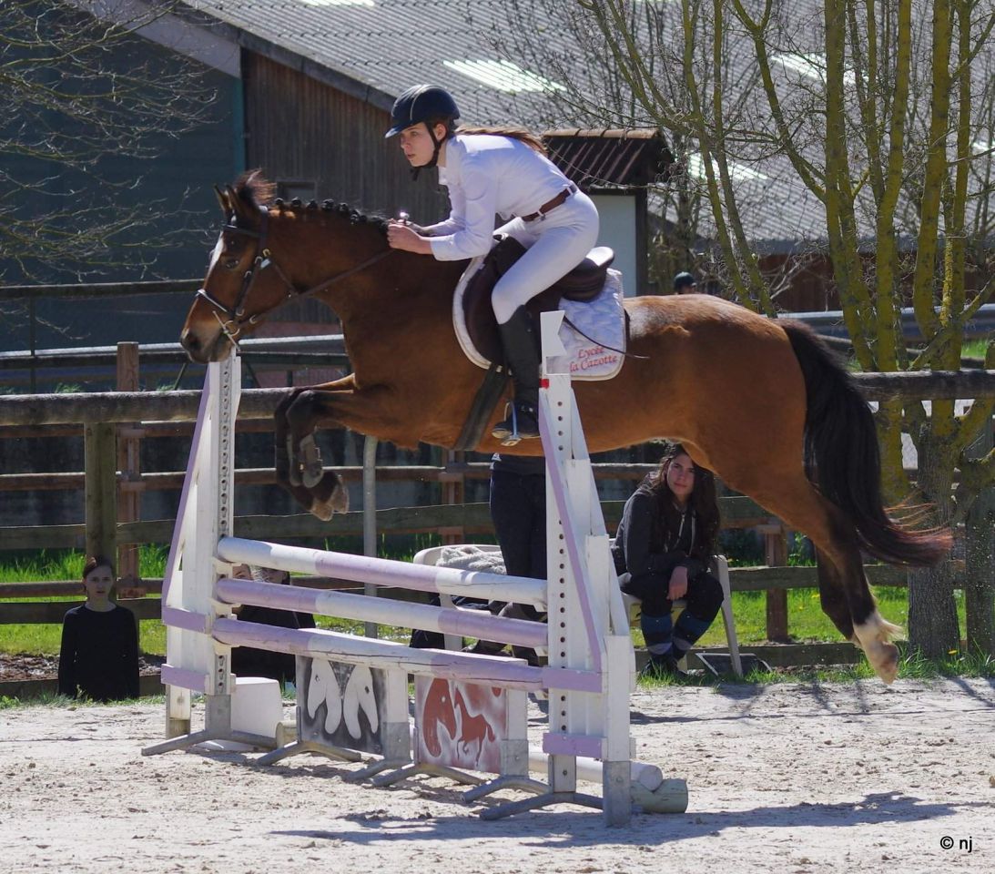 Ruin New Forest Te koop 2012 Donker bruin / bai ,  SILVERLEA SIMPLY RED