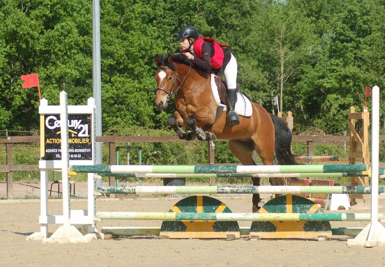 Ruin New Forest Te koop 2012 Donker bruin / bai ,  SILVERLEA SIMPLY RED