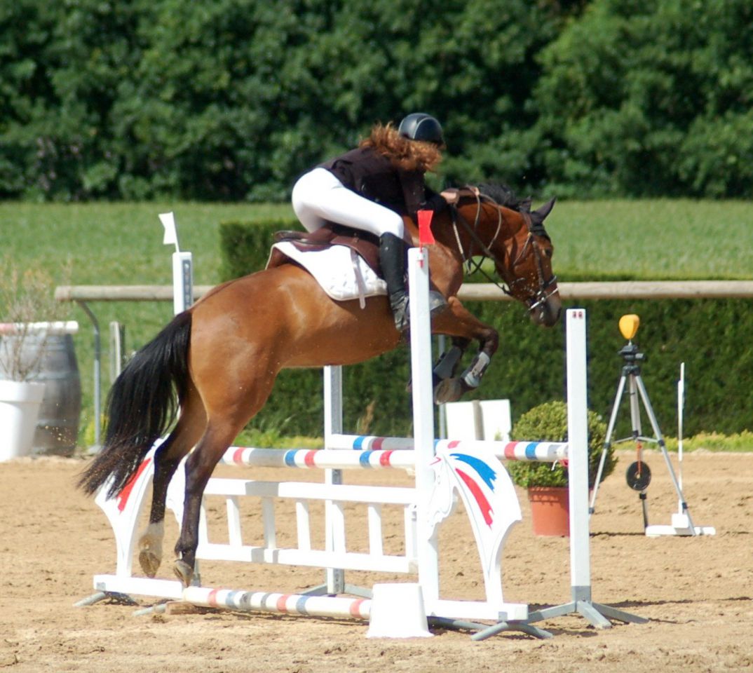 Ruin New Forest Te koop 2012 Donker bruin / bai ,  SILVERLEA SIMPLY RED