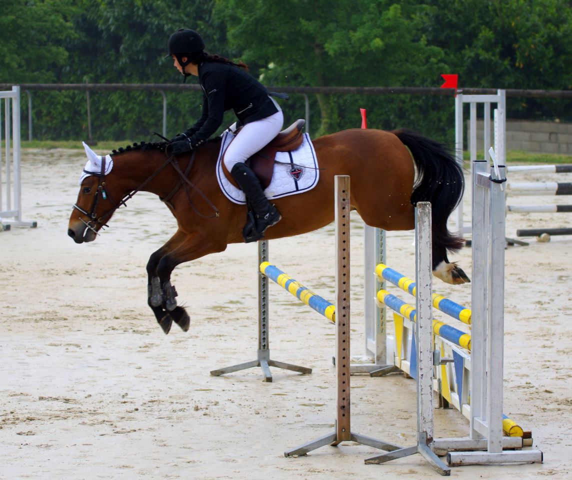 Ruin New Forest Te koop 2012 Donker bruin / bai ,  SILVERLEA SIMPLY RED