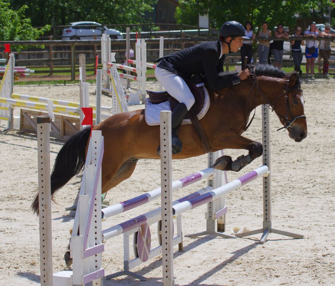 Ruin New Forest Te koop 2012 Donker bruin / bai ,  SILVERLEA SIMPLY RED