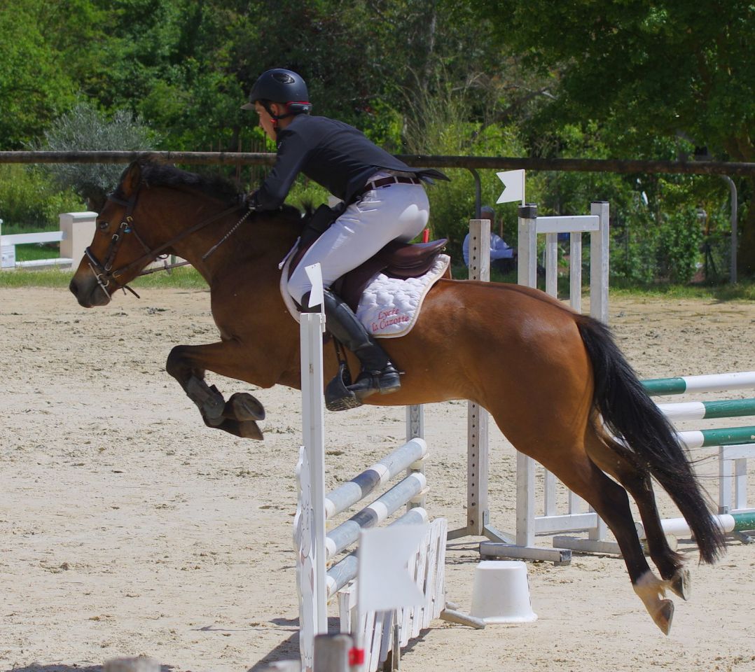 Ruin New Forest Te koop 2012 Donker bruin / bai ,  SILVERLEA SIMPLY RED