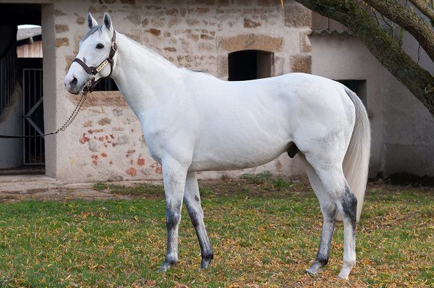 FLY WITH ME - Engels volbloed 2010 ,  BEAT HOLLOW