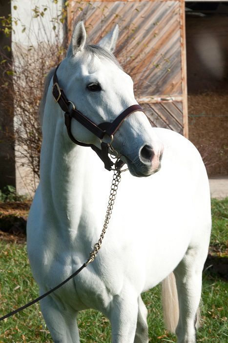 FLY WITH ME - Engels volbloed 2010 ,  BEAT HOLLOW