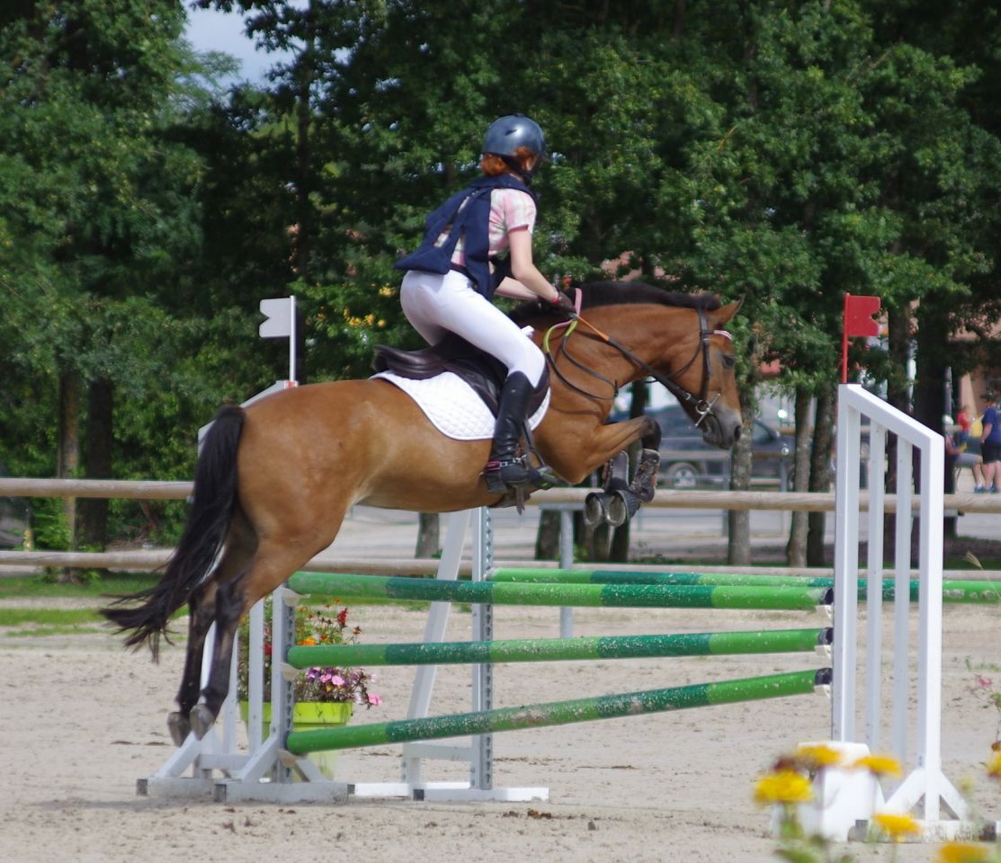 Merrie New Forest Te koop 2009 Donker bruin / bai ,  SILVERLEA SIMPLY RED