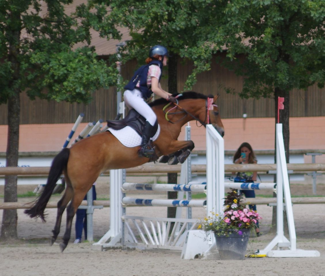 Merrie New Forest Te koop 2009 Donker bruin / bai ,  SILVERLEA SIMPLY RED