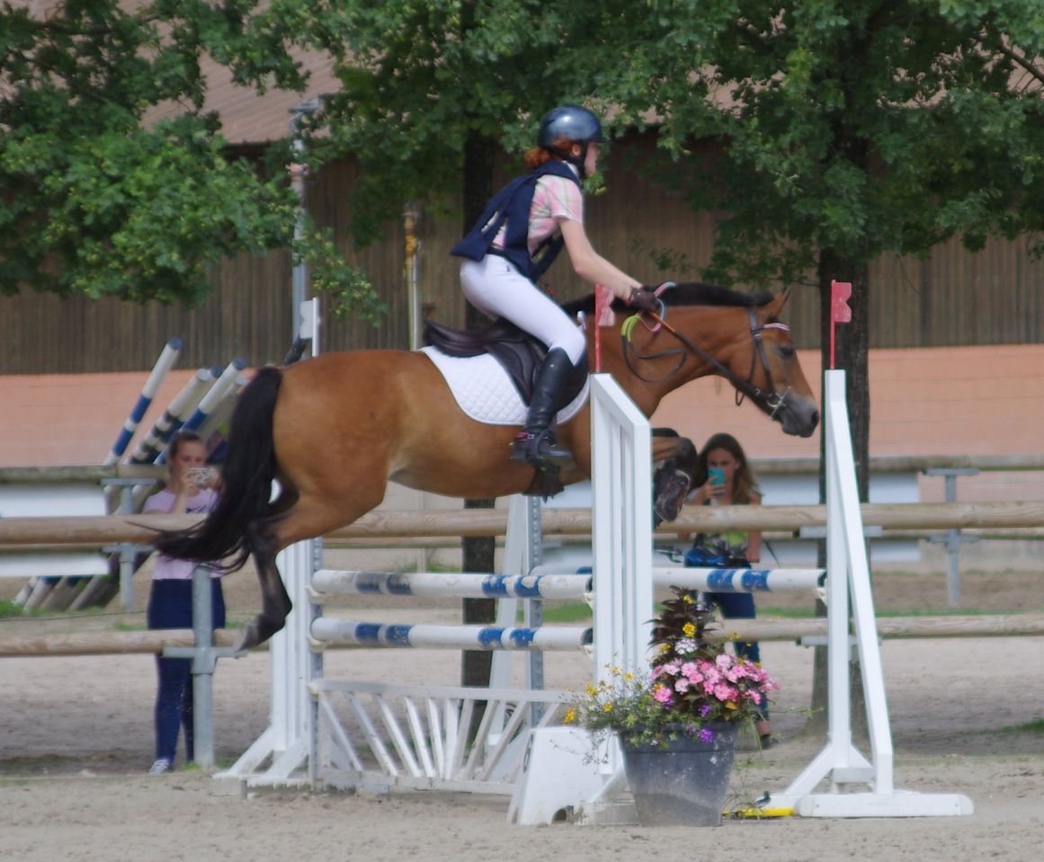 Merrie New Forest Te koop 2009 Donker bruin / bai ,  SILVERLEA SIMPLY RED