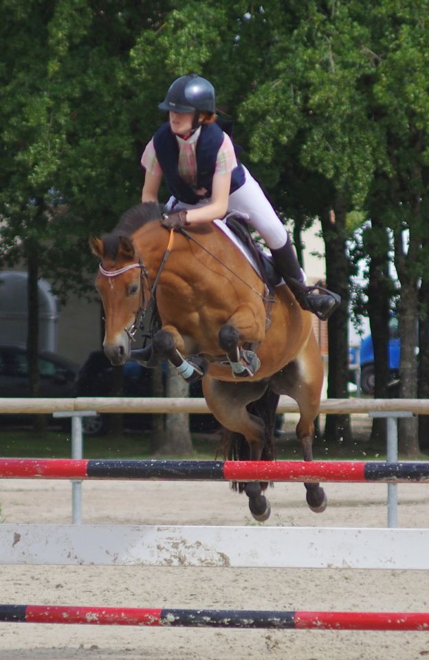 Merrie New Forest Te koop 2009 Donker bruin / bai ,  SILVERLEA SIMPLY RED