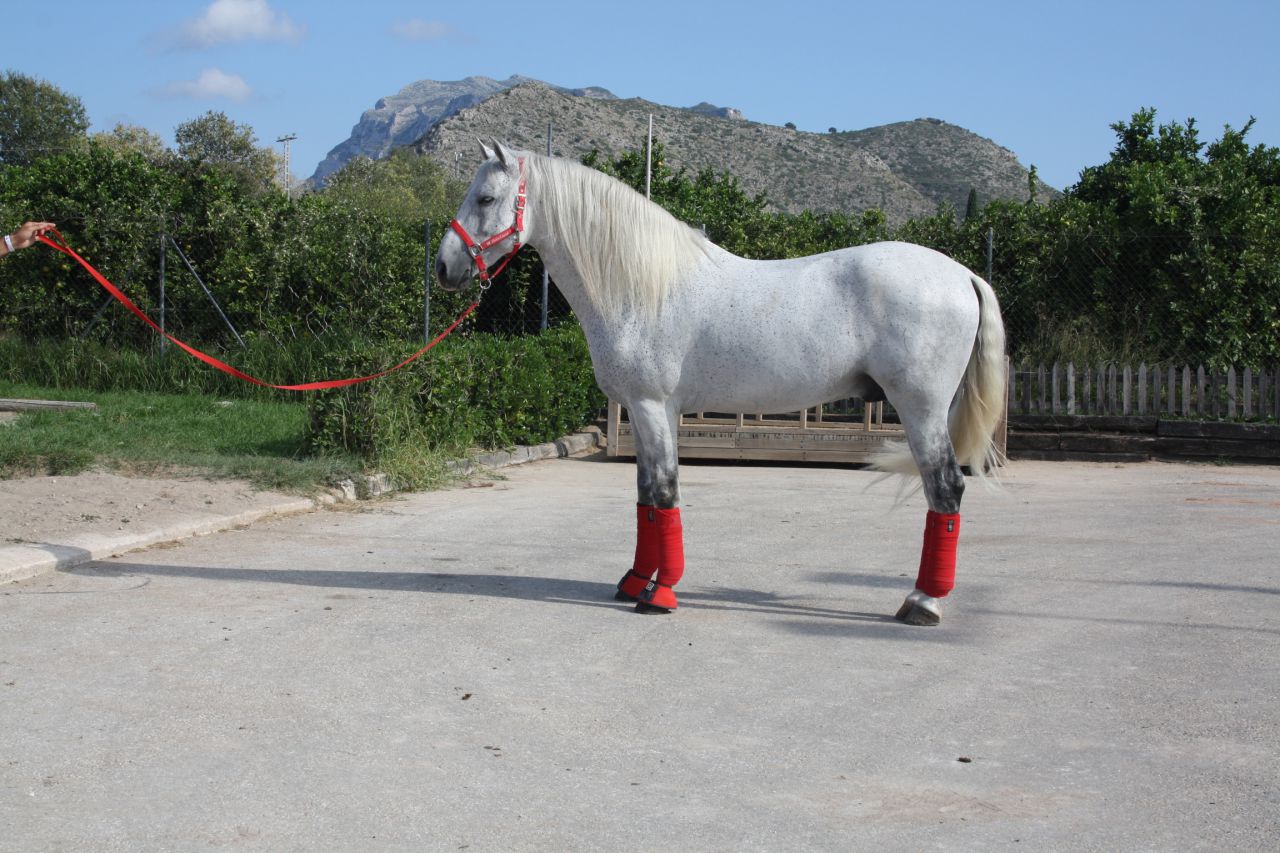 Talabartero - Andalou 2007