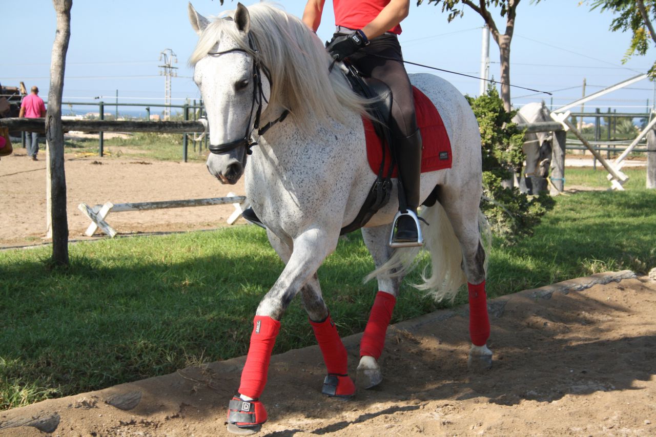 Talabartero - Andalou 2007