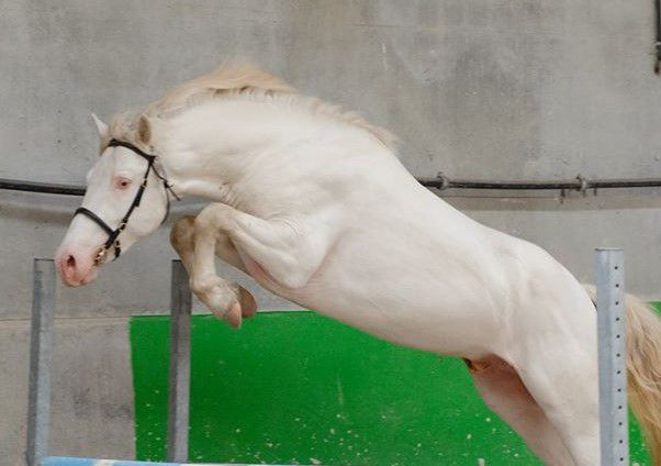 Dekhengst Franse rijpony PFS Te koop 1999 Isabel