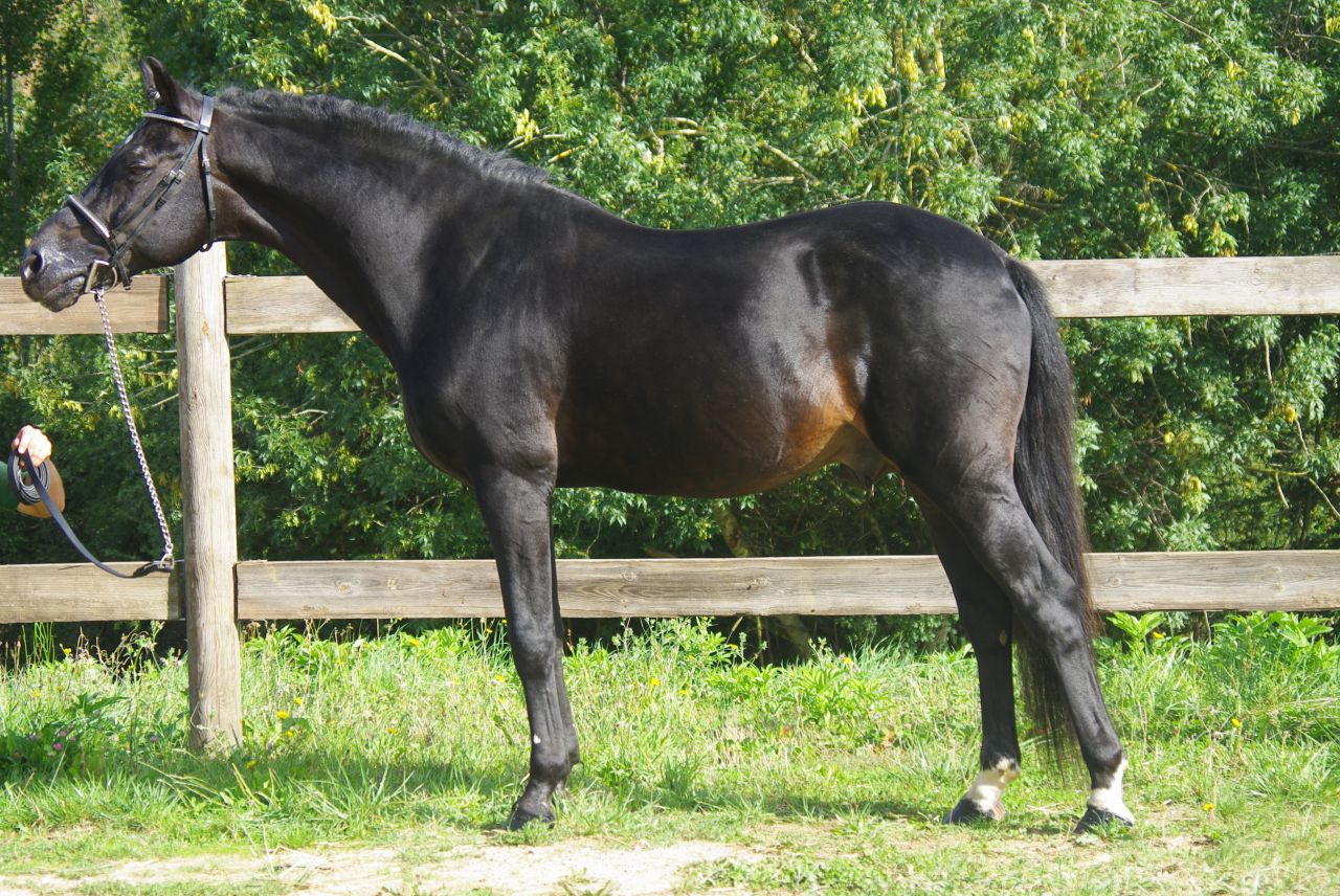 Dekhengst Franse rijpony PFS Te koop 1999 Isabel