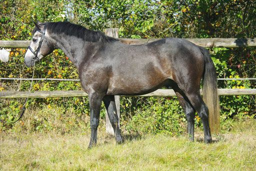 Dekhengst Franse rijpony PFS Te koop 1999 Isabel