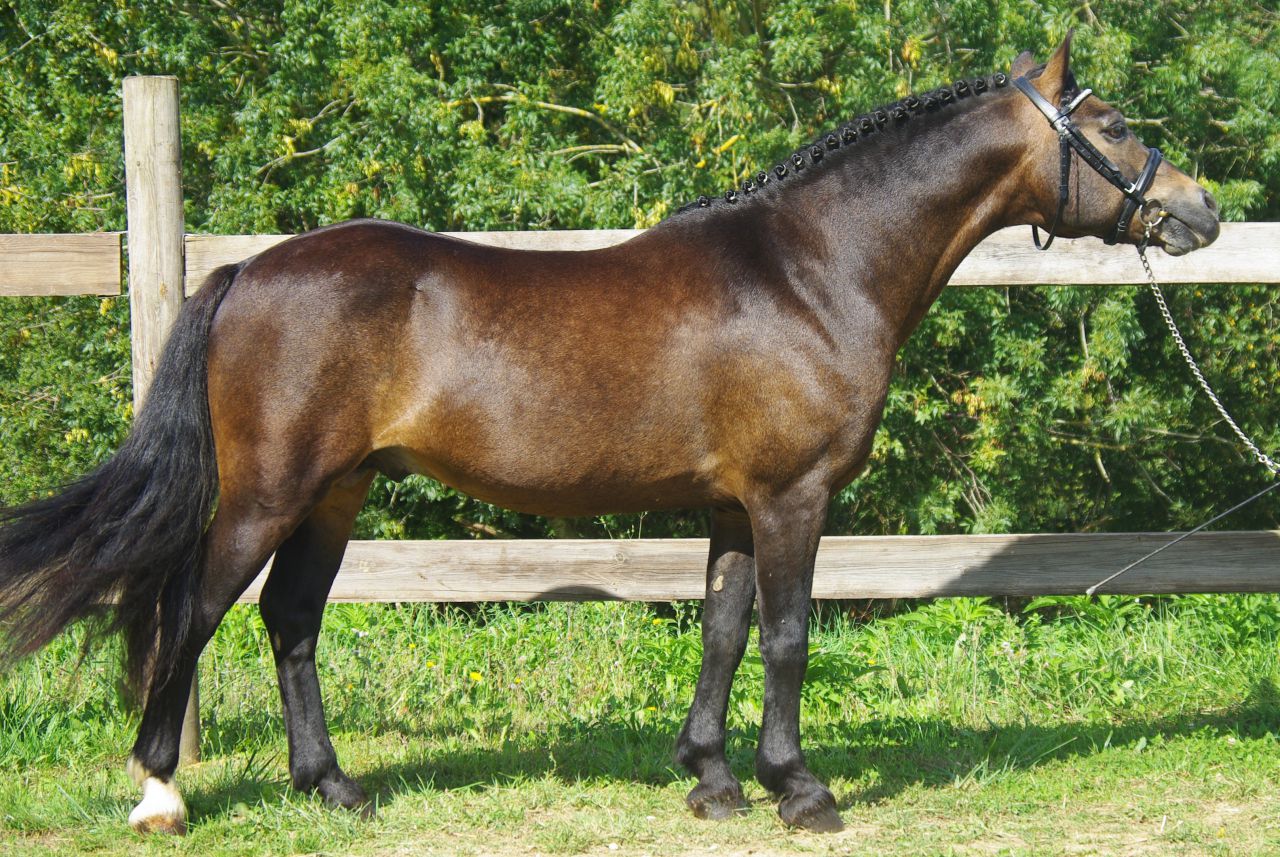 Dekhengst Franse rijpony PFS Te koop 1999 Isabel
