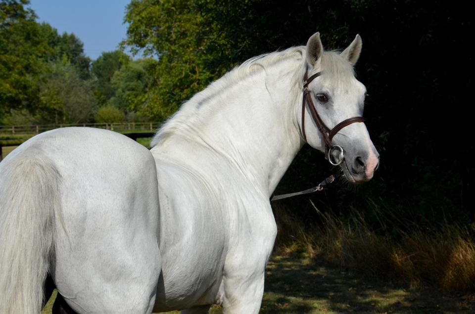 Dekhengst Franse rijpony PFS Te koop 1999 Isabel