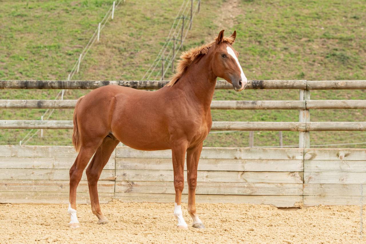 EROS - Lusitano 2009 ,  unico