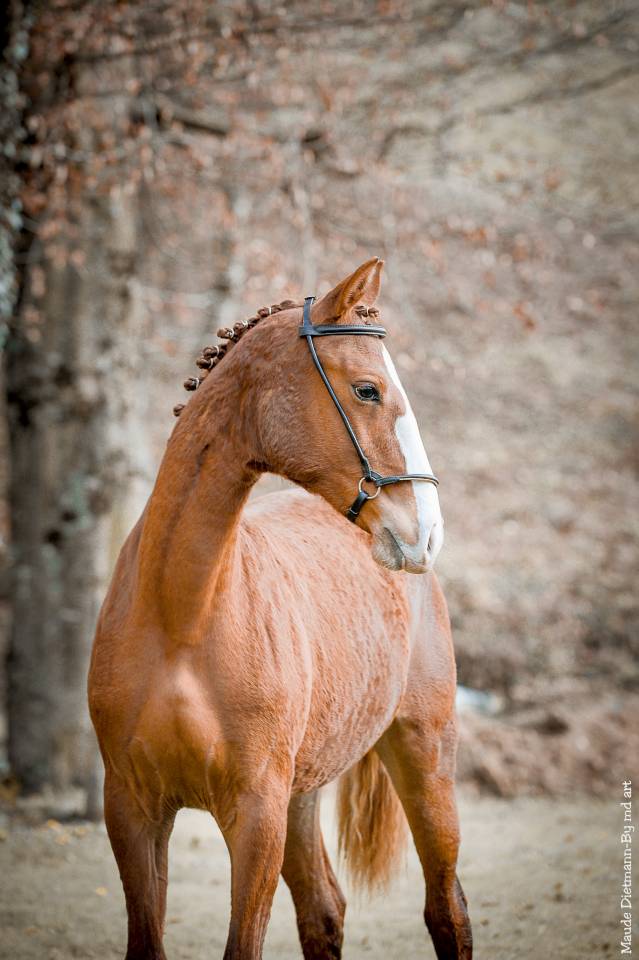 EROS - Lusitano 2009 ,  unico