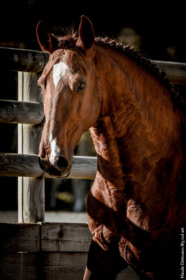 EROS - Lusitano 2009 ,  unico