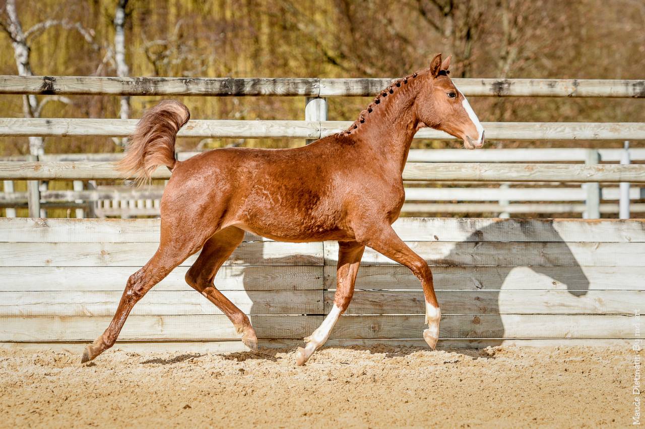 EROS - Lusitano 2009 ,  unico