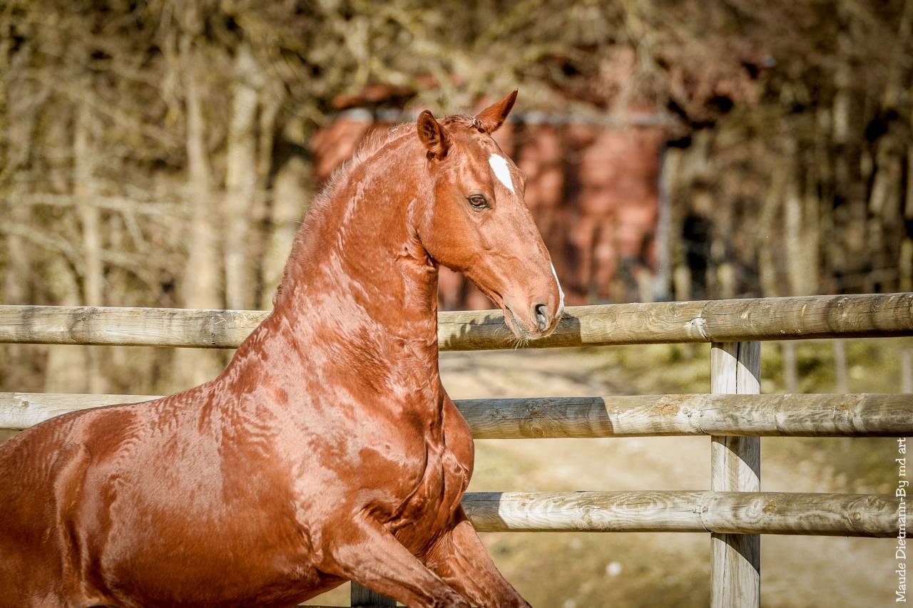 EROS - Lusitano 2009 ,  unico