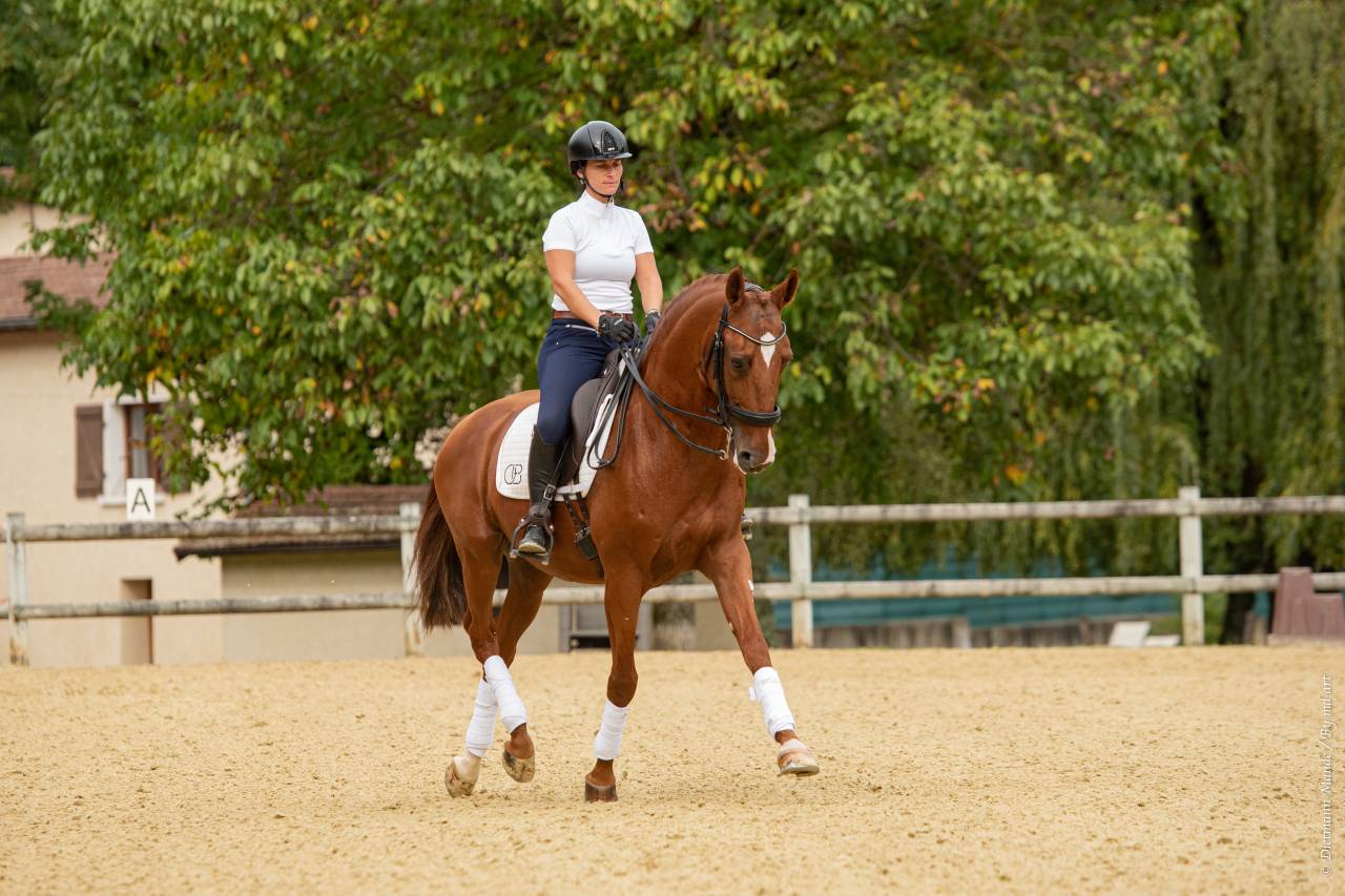 EROS - Lusitano 2009 ,  unico