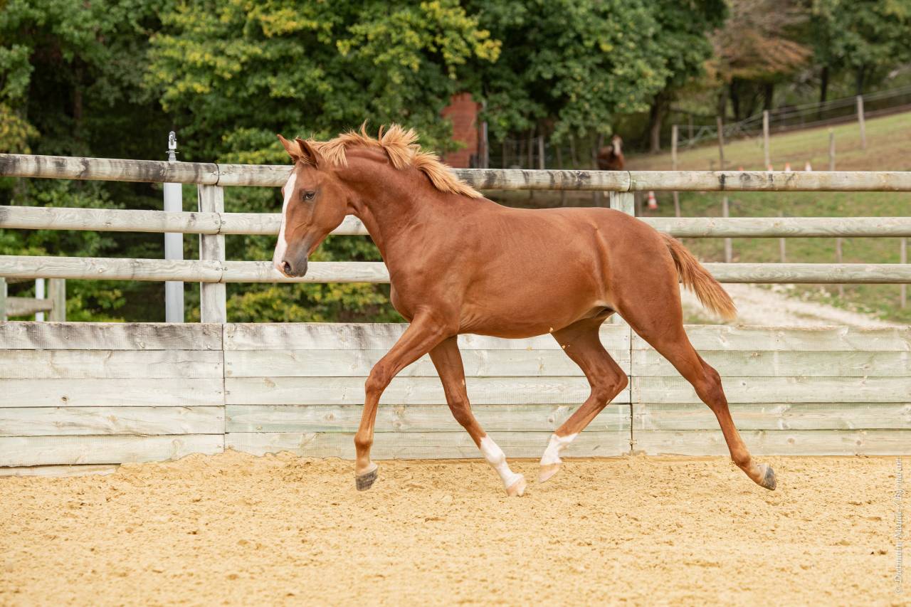 EROS - Lusitano 2009 ,  unico