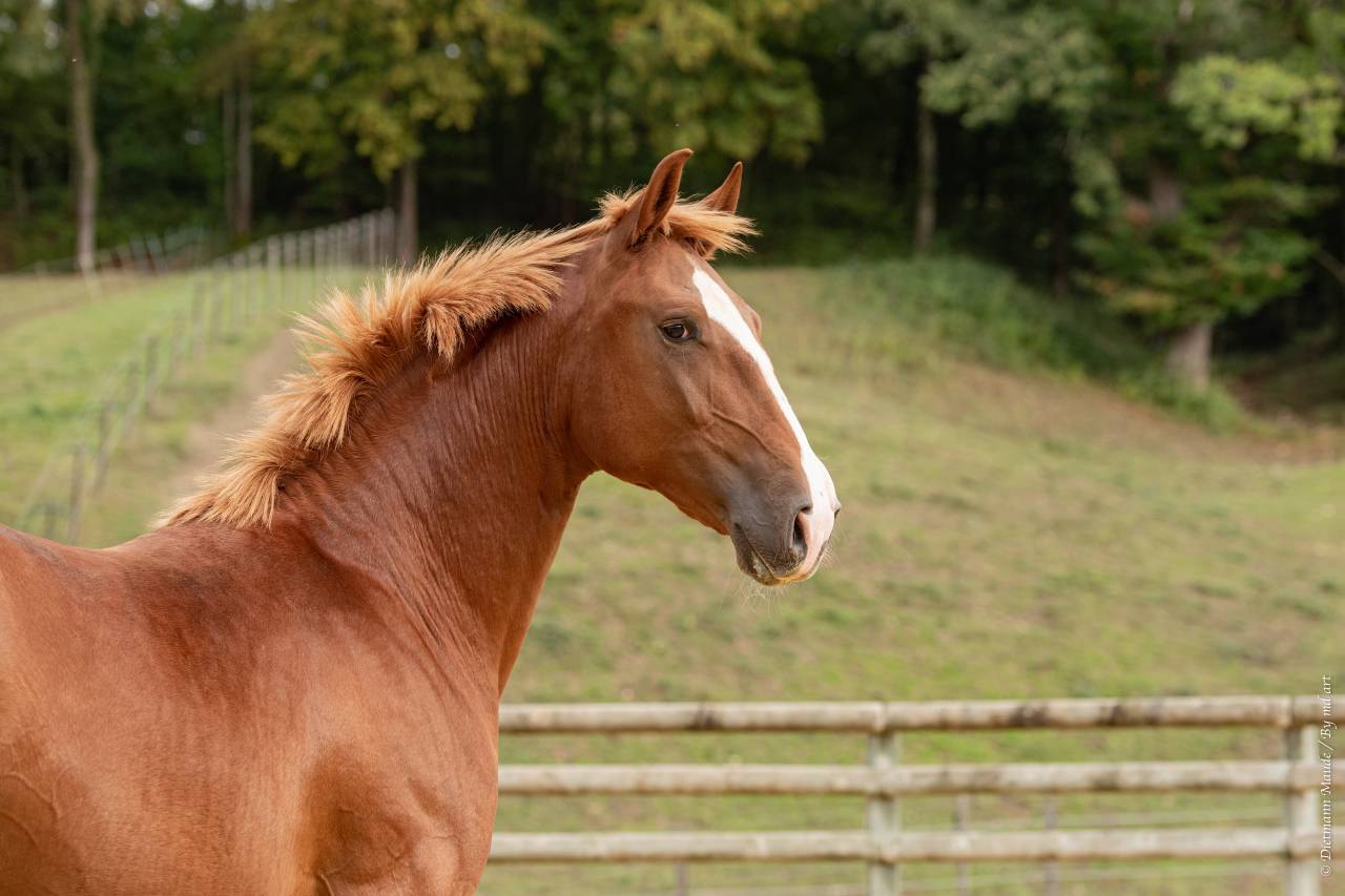 EROS - Lusitano 2009 ,  unico