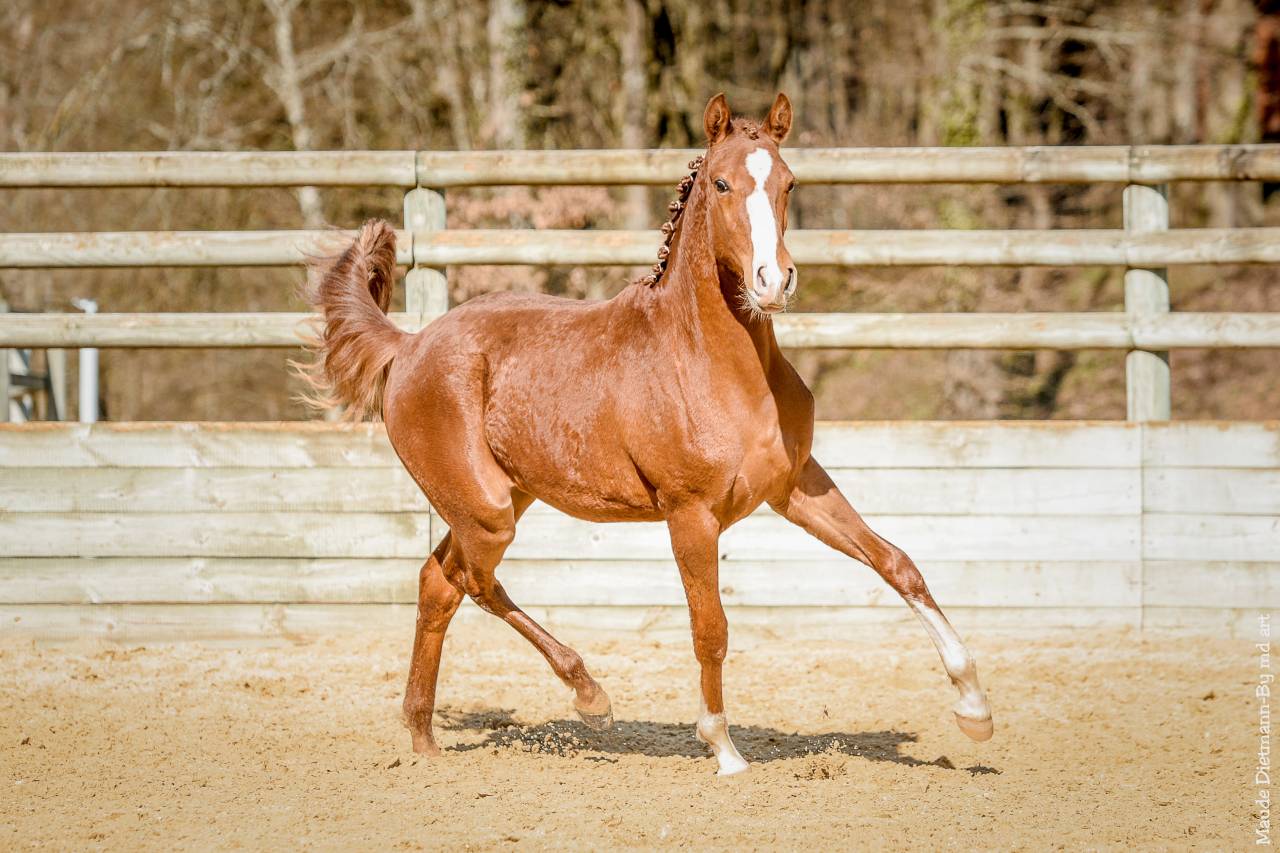 EROS - Lusitano 2009 ,  unico