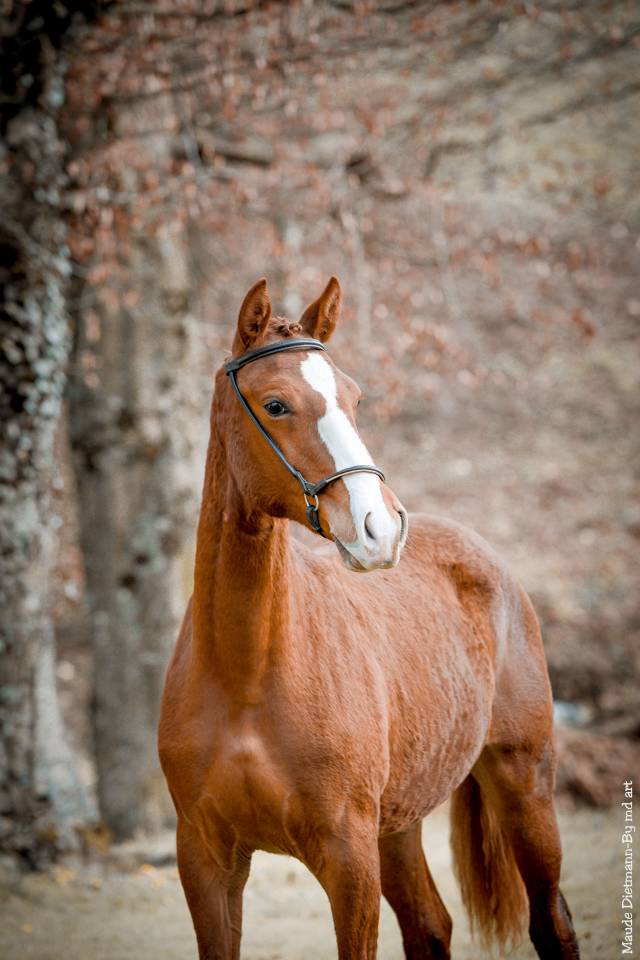 EROS - Lusitano 2009 ,  unico