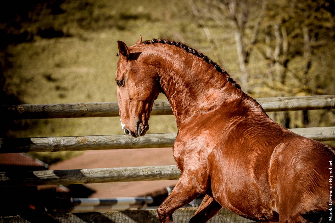 EROS - Lusitano 2009 ,  unico