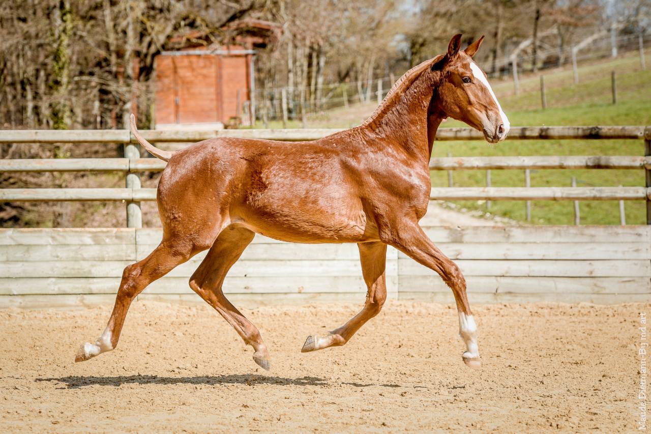 EROS - Lusitano 2009 ,  unico