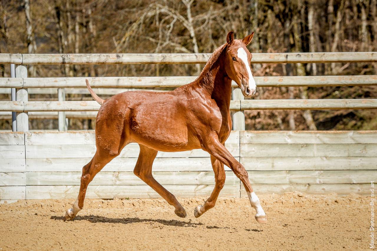 EROS - Lusitano 2009 ,  unico