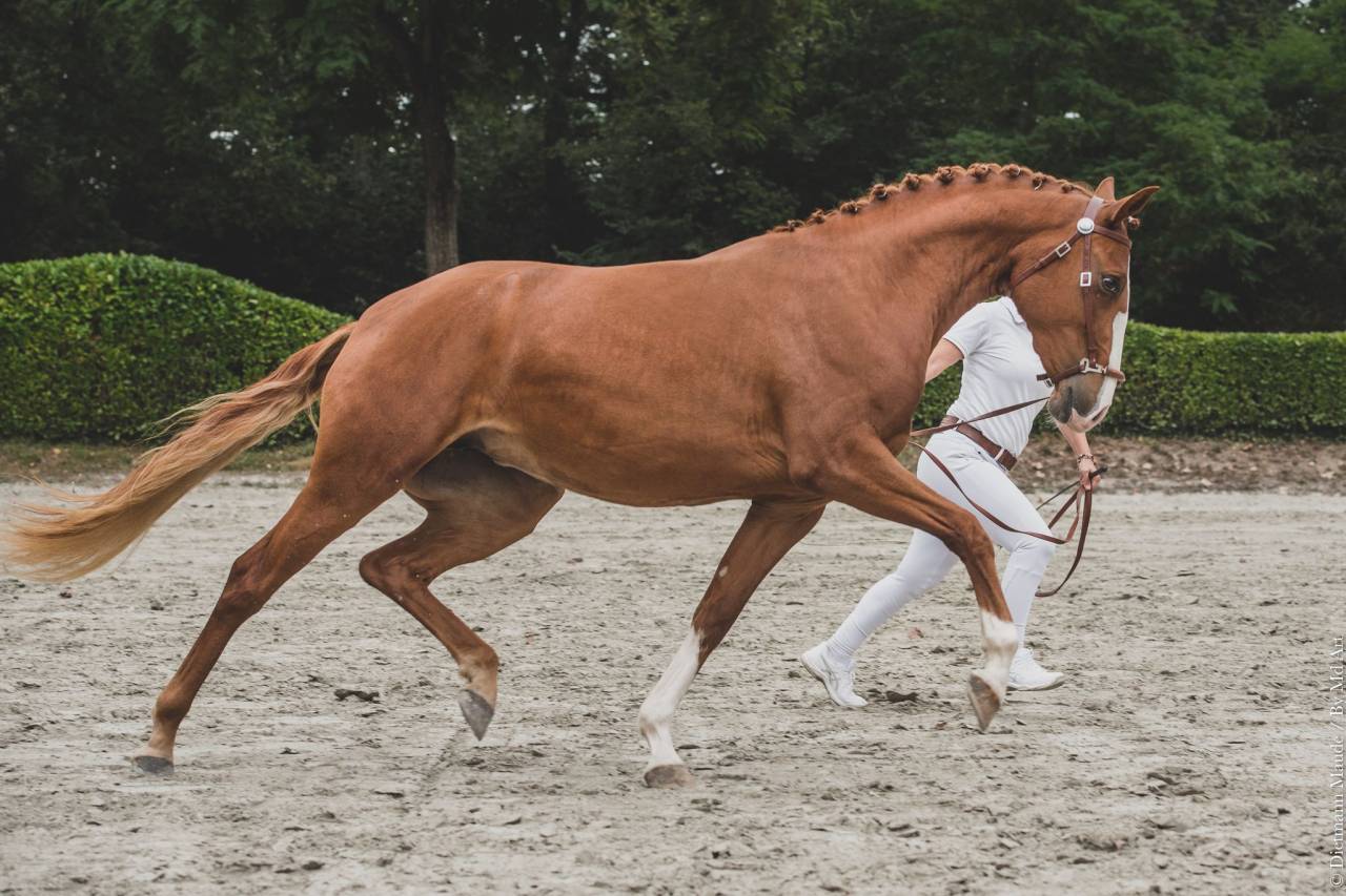 EROS - Lusitano 2009 ,  unico