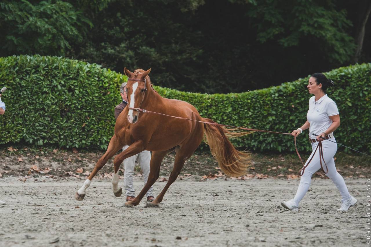 EROS - Lusitano 2009 ,  unico