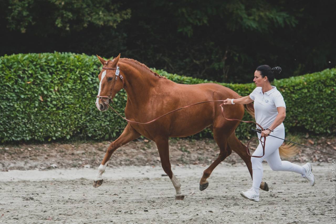 EROS - Lusitano 2009 ,  unico