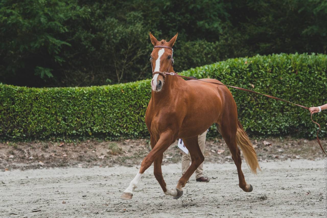 EROS - Lusitano 2009 ,  unico
