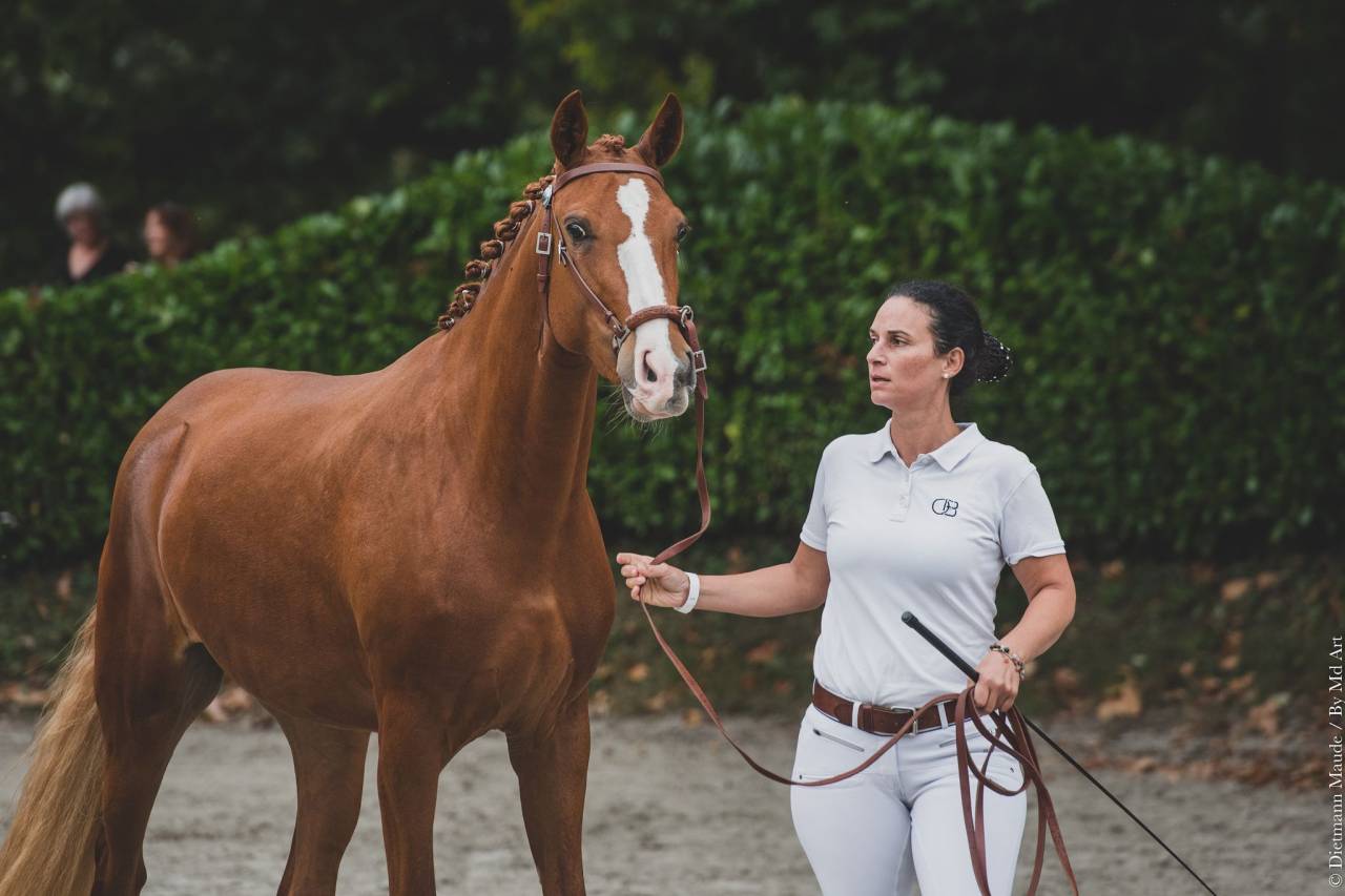 EROS - Lusitano 2009 ,  unico