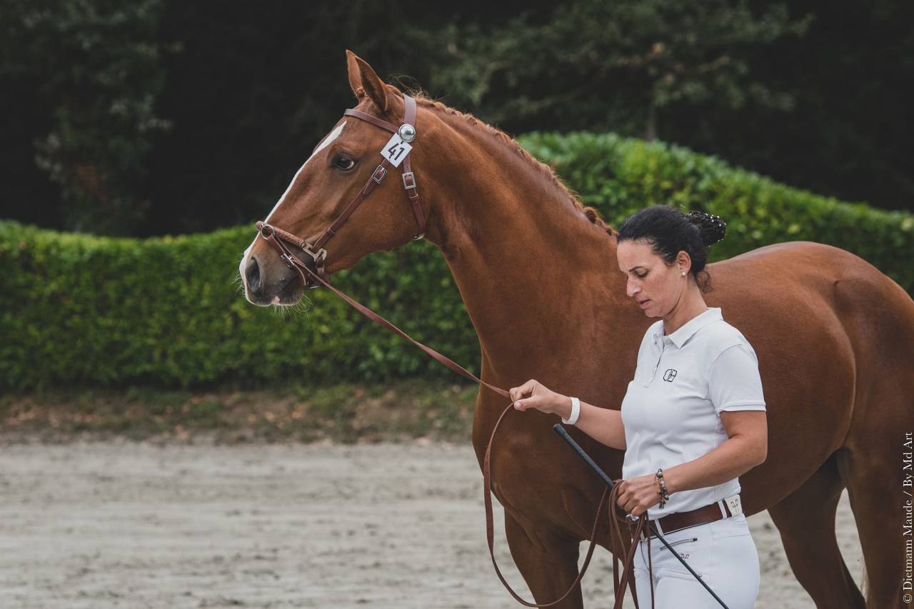 EROS - Lusitano 2009 ,  unico