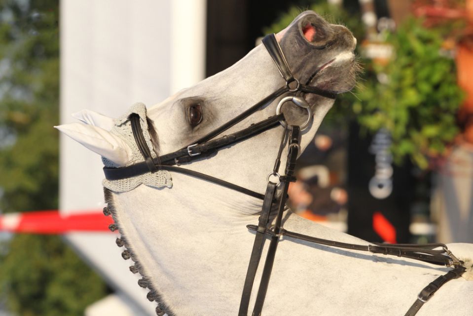 Cornet's Stern - Westphalian 2003 ,  CORNET OBOLENSKY