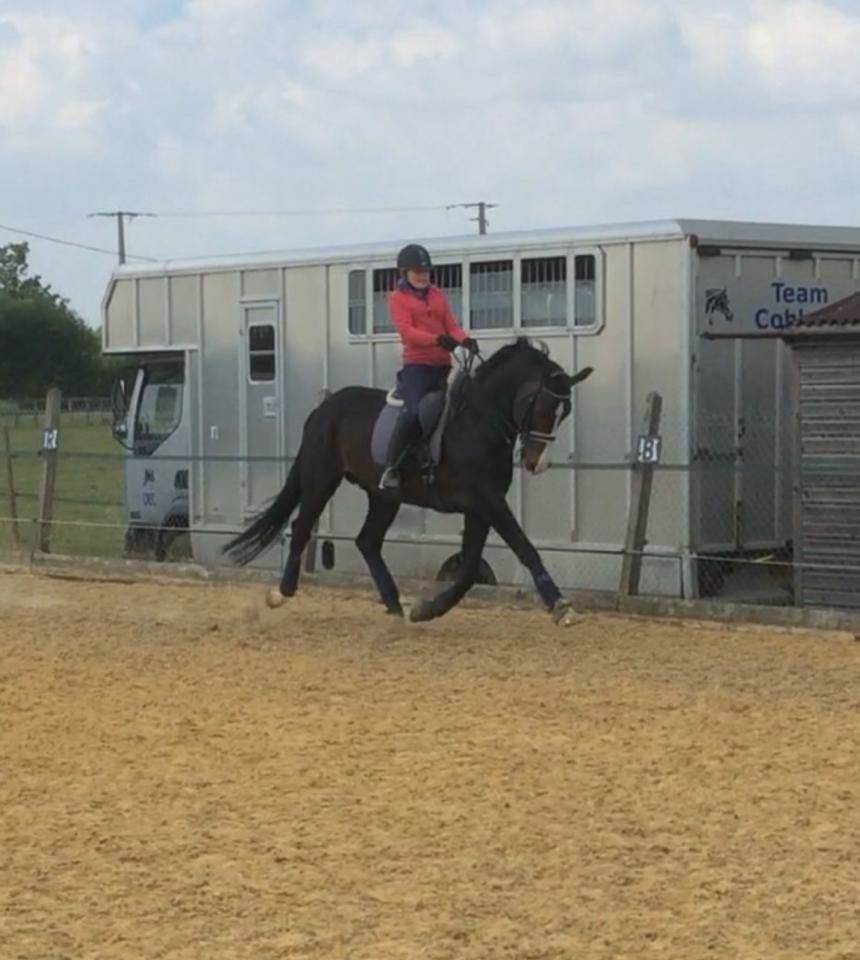 Zodjan J - KWPN Nederlands sportpaard 2004 ,  NEGRO