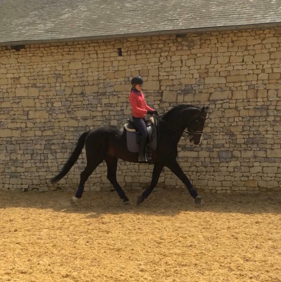 Zodjan J - KWPN Nederlands sportpaard 2004 ,  NEGRO