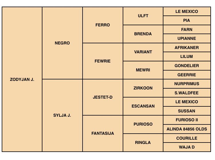 Zodjan J - KWPN Nederlands sportpaard 2004 ,  NEGRO