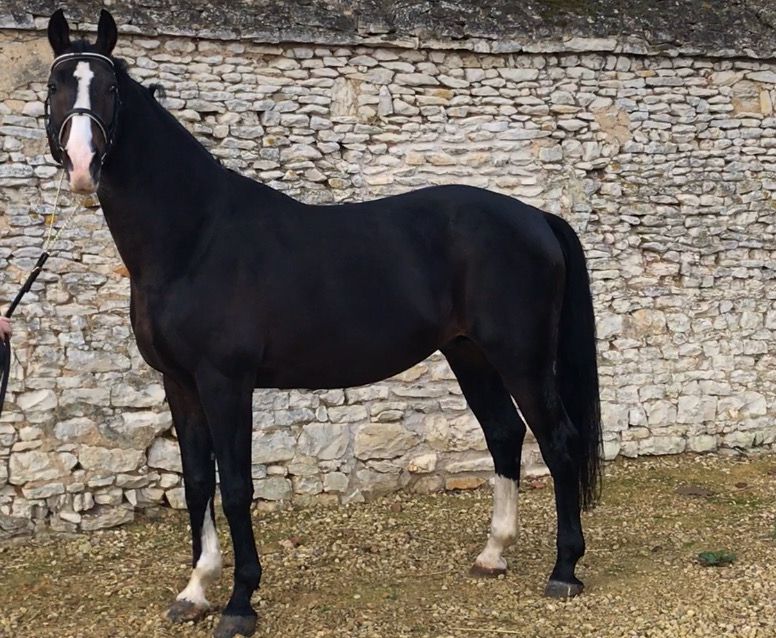 Zodjan J - KWPN Nederlands sportpaard 2004 ,  NEGRO