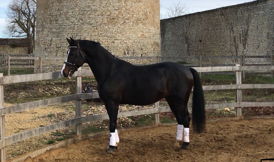 Zodjan J - KWPN Nederlands sportpaard 2004 ,  NEGRO