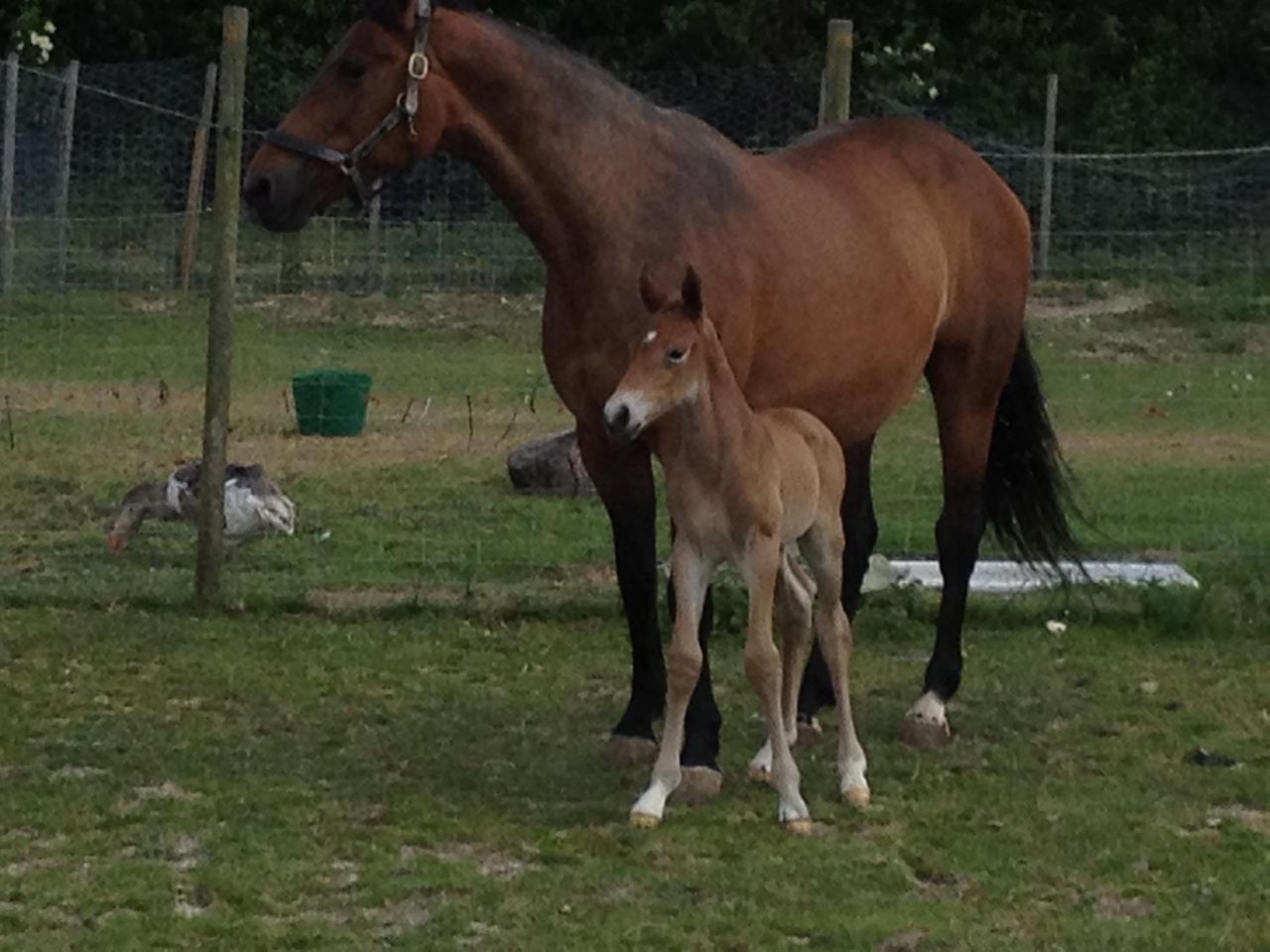 Zimba - KWPN Nederlands sportpaard 2004 ,  BIOTOP
