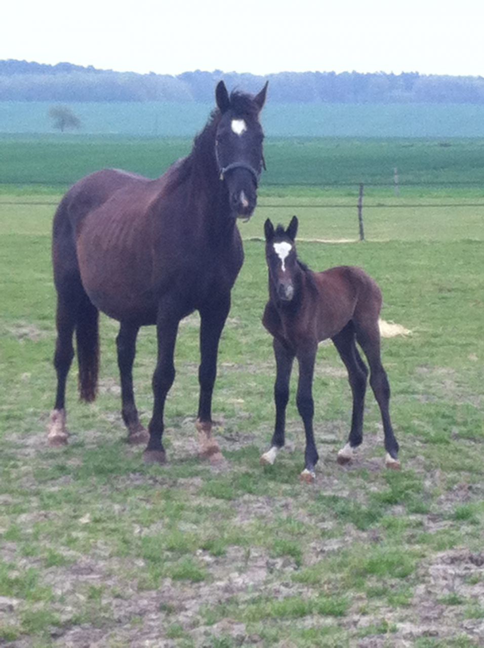 Zimba - KWPN Nederlands sportpaard 2004 ,  BIOTOP