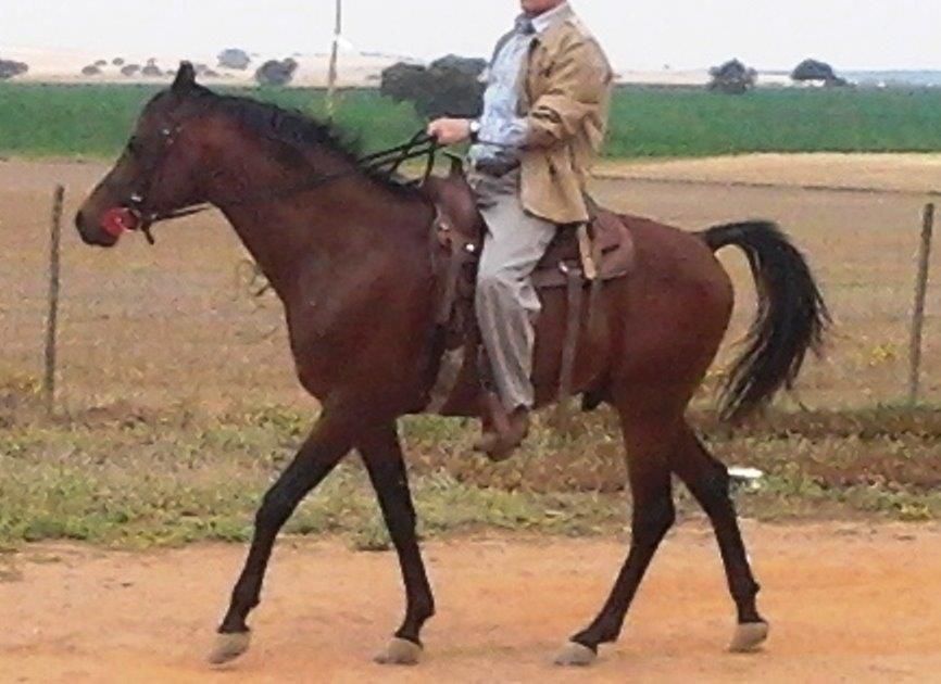 NIGAS DE NAUTIAC - Arabier 2007 ,  NUREK DE NAUTIAC