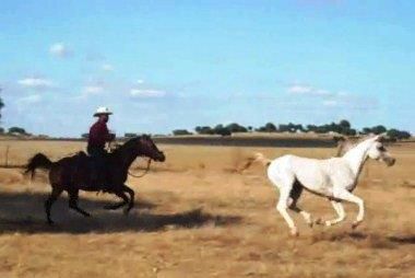 NIGAS DE NAUTIAC - Arabier 2007 ,  NUREK DE NAUTIAC