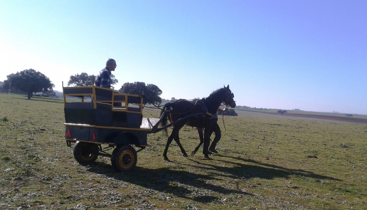 NIGAS DE NAUTIAC - Arabier 2007 ,  NUREK DE NAUTIAC